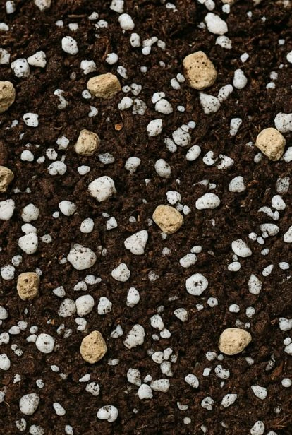 Dikenler Tacı için doğru toprak karışımı 40 torf 30 perlit 30 ponza